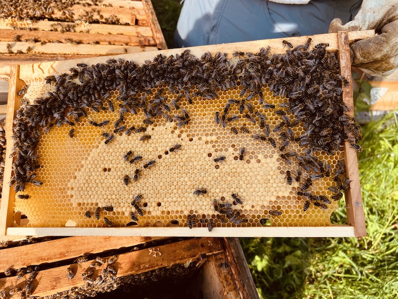 Unsere Bienenstöcke